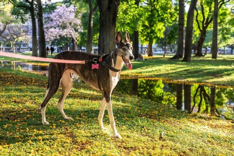 Beautiful greyhound with collar and leash standing looking out over a camp site with a background