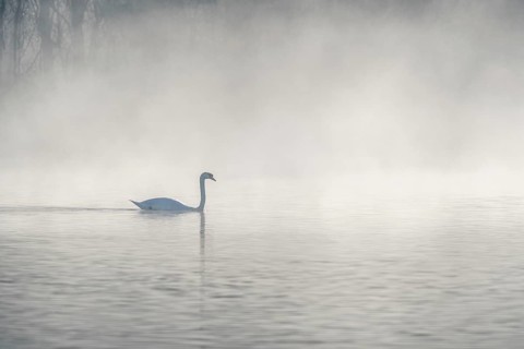 Mute swan (Cygnus olor) silhouette in the morning mist on the water of a lake. Bas-Rhin, Alsace,