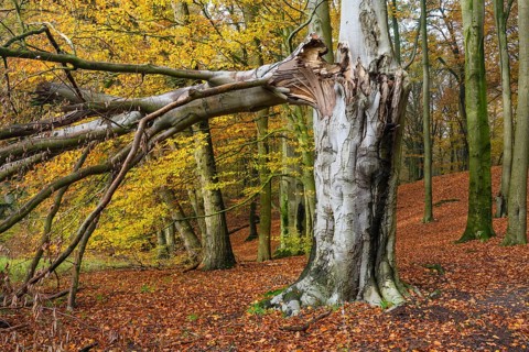 Beech forest on the Hohe Ufer on the Hunte near Dötlingen, forest, windthrow, Huntepadd, Dötingen,