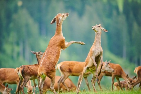 Red deer (Cervus elaphus) hinds arguing with each other on their back feet on a meadow in the