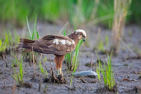 Western marsh-harrier (Circus aeruginosus) Hunting, bird of prey in search of food, with dead fish