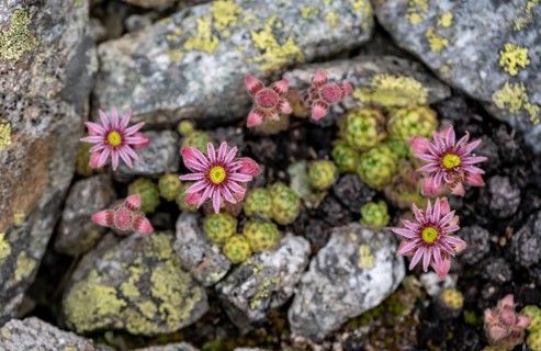 Flowering cobweb houseleek (Sempervivum arachnoideum) between rocks, Zillertal Alps, Tyrol,