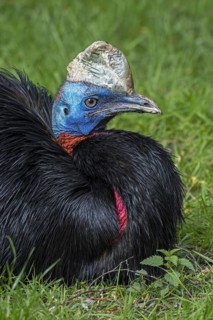 Northern cassowary (Casuarius unappendiculatus), one-wattled cassowary, single-wattled cassowary