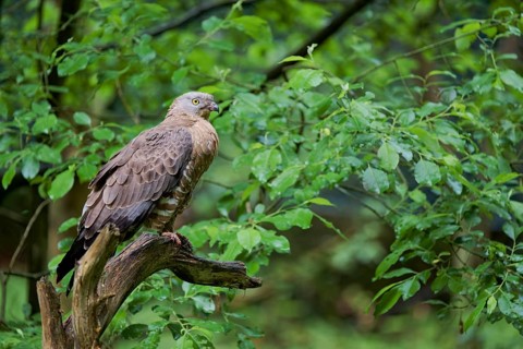 European honey buzzard (Pernis apivorus), Bavaria, Germany, Europe