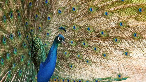 A peafowl (pavo) displays its magnificent colourful feathers in a natural forest setting,