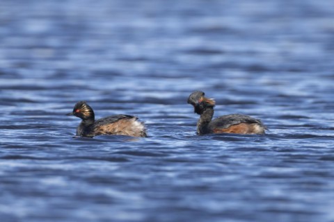 Black necked grebe (Podiceps nigricollis) two adult birds in breeding plumage on a lake, Yorkshire,