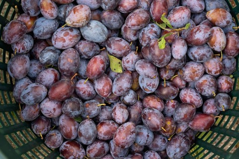 Fresh plums (Prunus domestica) in a basket, Bavaria, Germany, Europe