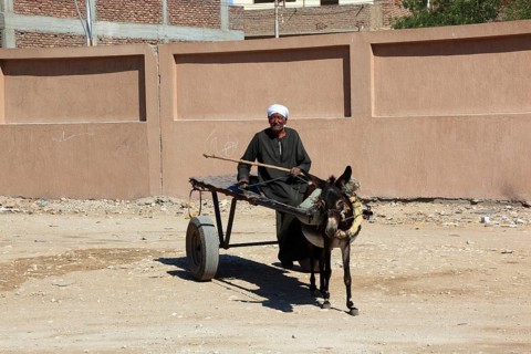 Man with donkey cart, donkey team in Luxor, West-Luxor, Africa, Egypt, Africa