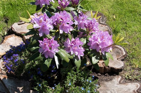 Flowers, Rhododendron in old tree stump, Catawbiense Grandiflorum, Blossoms, Federal Republic of