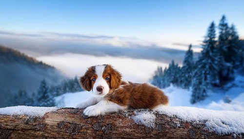 KI generated, dog, dogs, puppy, one, two, three, play, snow, winter, autumn leaves, blue sky,