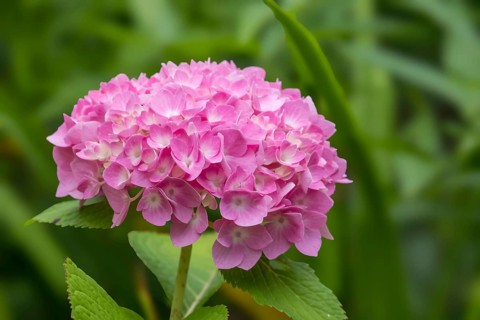 Hydrangea, Hydrangea, North Rhine-Westphalia, Germany, Europe
