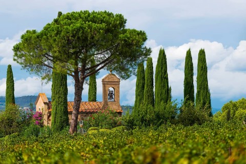 Viticulture, agriculture, agribusiness, winegrower, wine, red wine, plantation, Suvereto, Tuscany,