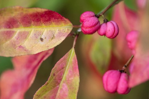 European spindle bush (Euonymus europaeus), Emsland, Lower Saxony, Germany, Europe