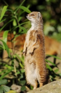 Yellow mongoose (Cynictis penicillata), captive, occurrence in Africa