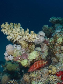 Jewelled grouper (Cephalopholis oligosticta), broccoli tree (Litophyton arboreum) and various stony