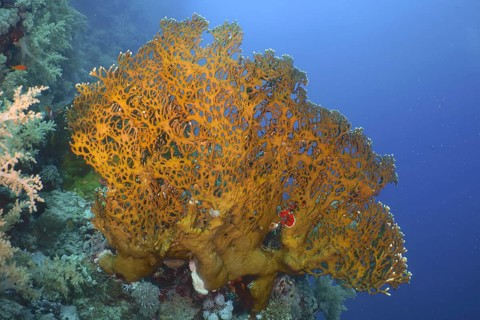 Net fire coral (Millepora dichotoma), net fire coral, dive site Shaab Marsa Alam, Red Sea, Egypt,