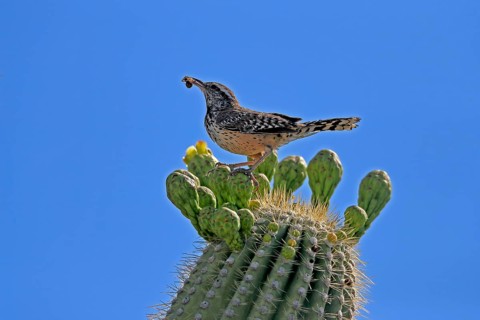 Cactus wren (Campylorhynchus brunneicapillus), adult, on saguaro cactus, feeding, with prey,