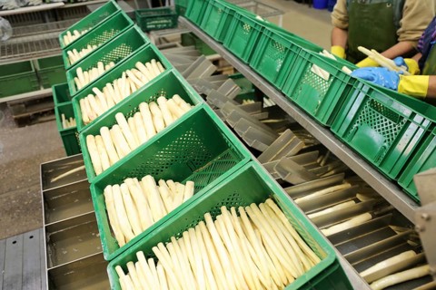 Agriculture asparagus washing and sorting with washing machine and sorting machine on a farm in