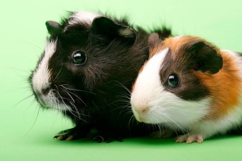 Two guinea pigs, rodent, guinea pig, studio