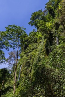 Rainforest, nature, landscape, clean, environment, rainforest, jungle, green, ecological,