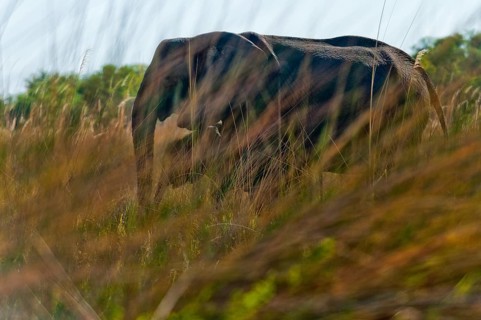 Elephant (Loxodonta africana), mother elephant with child photographed through reeds on the bank,