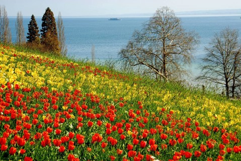 Tulip blossom, Überlingen, Lake Constance, Mainau Island, Germany, Europe