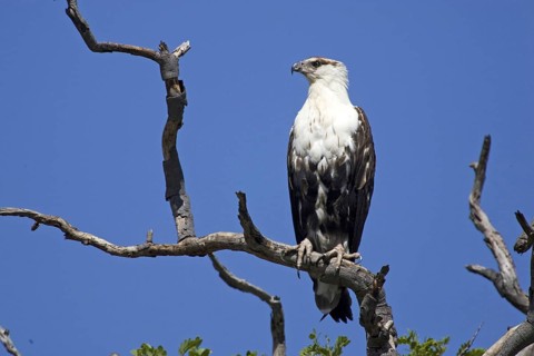 Lesser spotted eagle, (Haliaetus vocifer) Lesser spotted eagle uncoloured, on perch, Caprivi,