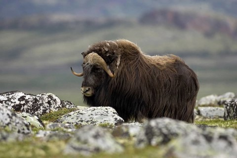 Musk ox, (Ovibos moschatus), Scandinavia