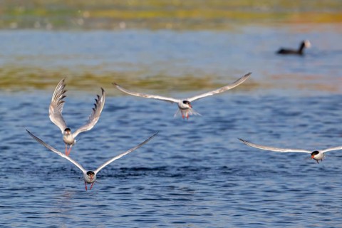 Four common terns (Sterna hirundo) in breeding plumage in flight, fishing in lake in summer