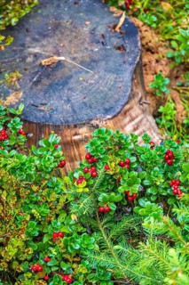 Red Lingonberry (Vaccinium vitis-idaea) growing by a tree stump on the forest ground at autumn
