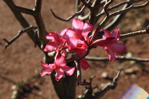 South Ethiopia, desert roses, Adenium, are a plant genus of the dogbane family, Apocynaceae, tree