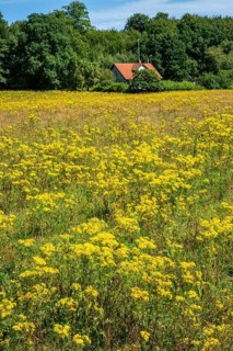 Common Ragwort (Jacobaea vulgaris), highly toxic plant in a meadow in Snogeholm, Sjöbo