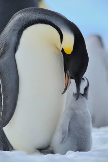 Emperor penguins, Aptenodytes forsteri, Adult Protecting her Chick on her Feet, Snow Hill Island,
