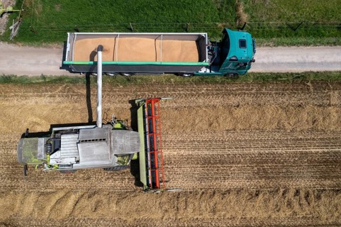 Agriculture, grain harvest, wheat, combine harvester harvesting in a wheat field, grain tank being