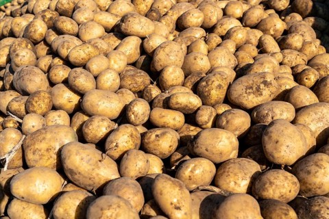Potato harvest, Melodie variety, so-called split harvesting method, first the tubers are taken out