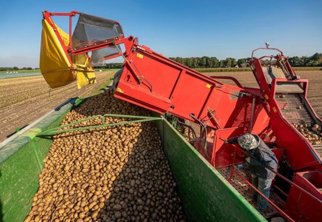 Potato harvesting, so-called split harvesting method, first the tubers are taken out of the ground