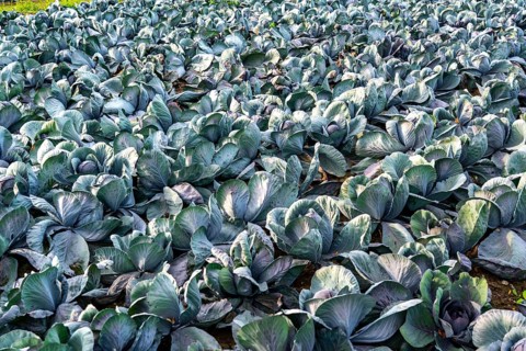 Red cabbage field, growing area in the south of Düsseldorf, Volmerswerth district, on the Rhine,