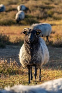 Herd of Heidschnucken, sheep grazing in the Westruper Heide, in the Hohe Mark Westmünsterland