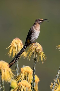 Cape Honeybird (Promerops cafer), adult, male, singing, on flower, Protea, Kirstenbosch Botanical