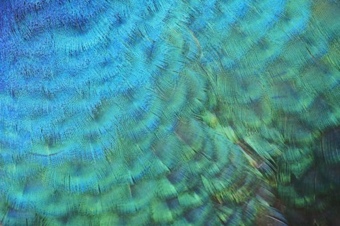 Indian peafowl (Pavo cristatus) feathers, detail, Spain, Europe
