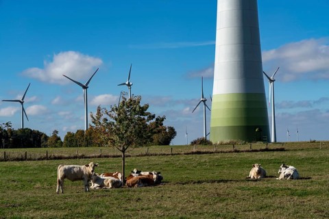 Wind farm near Lichtenau, wind turbines, cattle pasture, cattle, North Rhine-Westphalia, Germany,