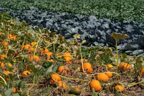 Vegetable cultivation, field with pumpkin, red cabbage and kohlrabi, near Krefeld, North