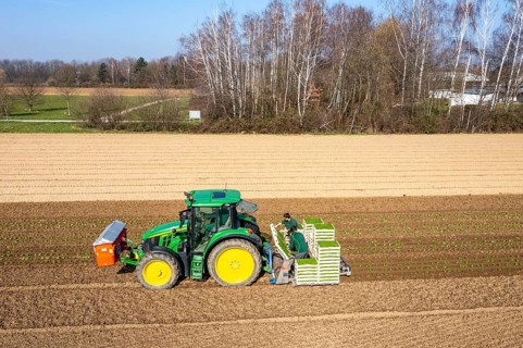 Agriculture, herb gardening, parsley is planted in rows in a field with a planting machine