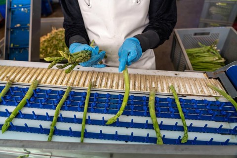 Asparagus farm, green asparagus is washed, cut and sorted by quality after harvesting, near
