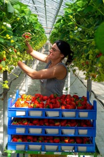 Harvesting strawberries, harvest helper, strawberry cultivation in the greenhouse, young strawberry