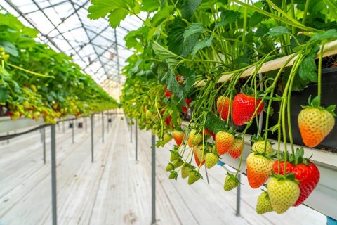 Strawberry cultivation in a greenhouse, strawberry plants with berries at different stages of