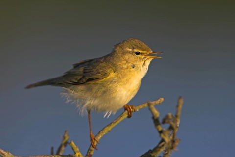 Willow warbler (Phylloscopus trochilus), Heligoland, Erpolzheim, Rhineland-Palatinate, Federal