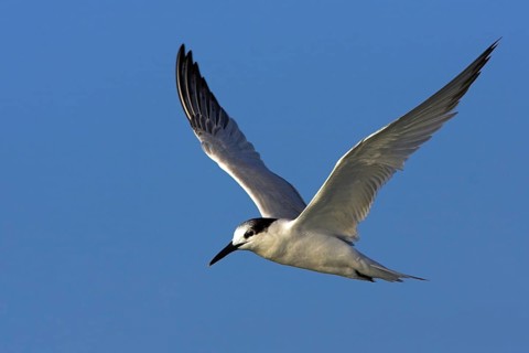 Sandwich tern (Sterna sandvicensis), Bowman's Beach, Sanibel Island, Florida, USA, North America