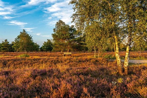 Osterheide, heather blossom of the broom heather, in the Lüneburg Heath nature reserve, Lower