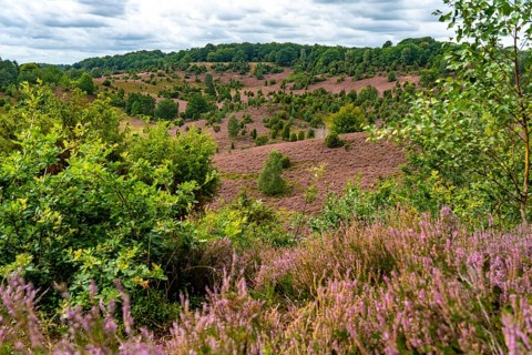 Flowering heath, heather and juniper bushes, in the Totengrund, near the village of Wilsede, in the